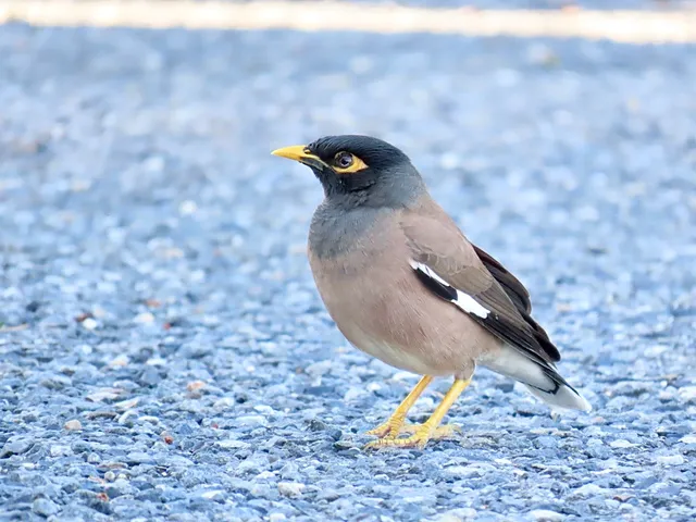 Species Image