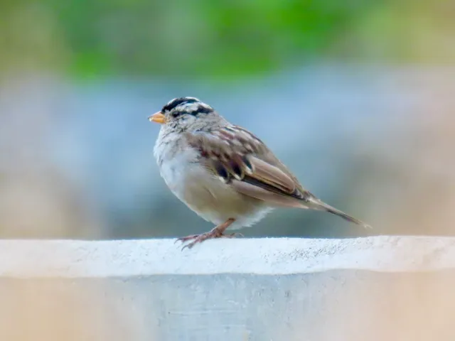Species Image
