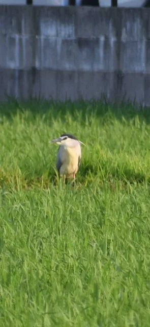 Species Image