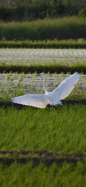 Species Image