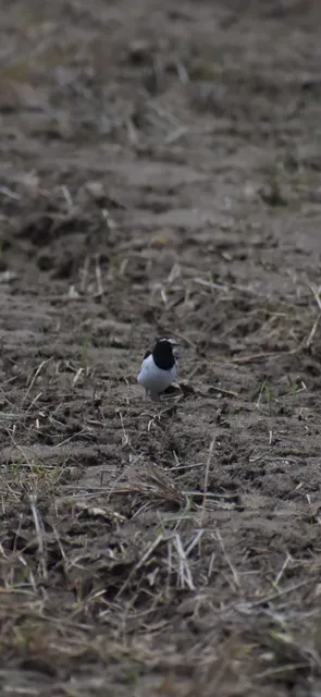 Species Image