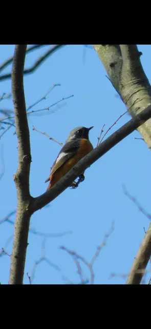 Species Image