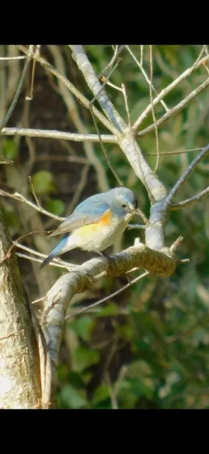 Species Image