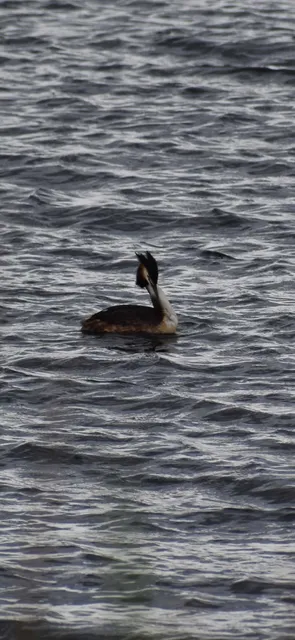 Species Image