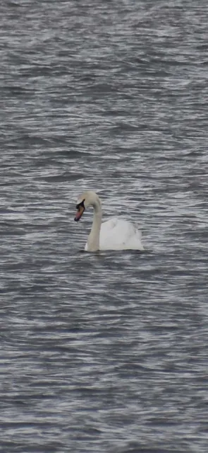 Species Image