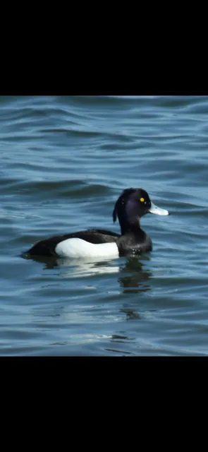 Species Image