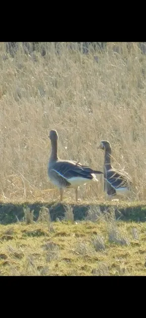 Species Image