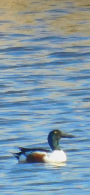 Species Image