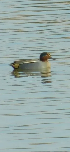 Species Image