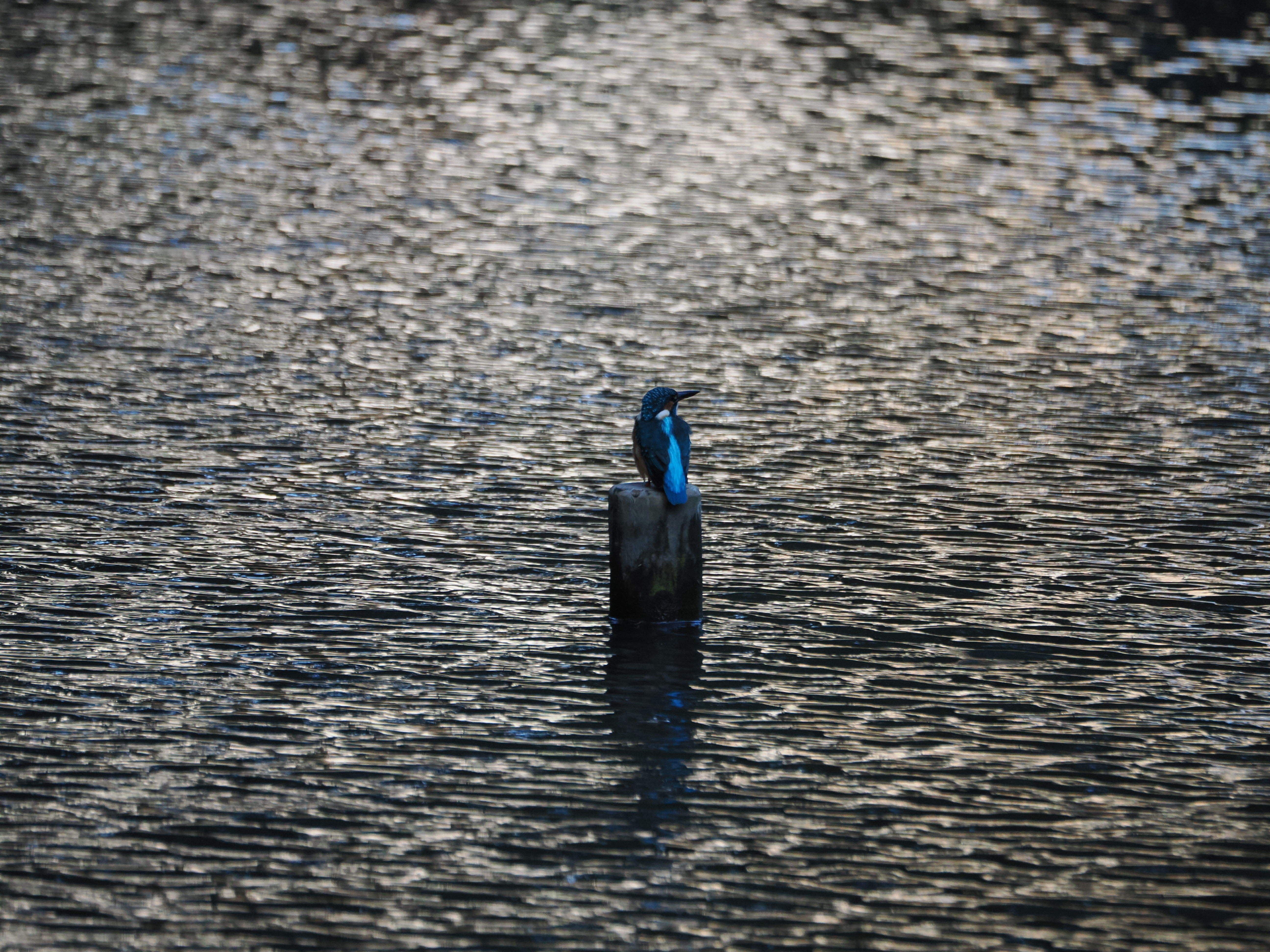 Post Image