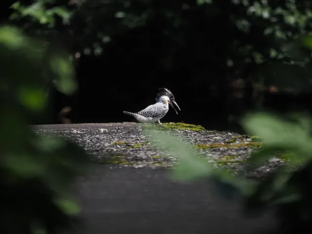 野鳥の写真