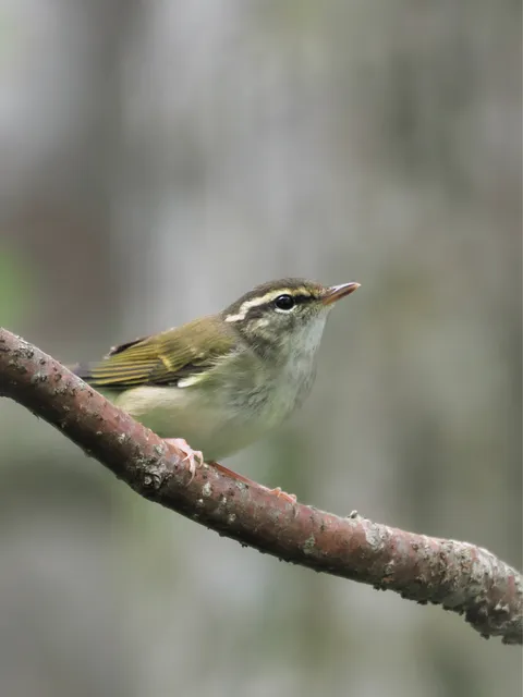 野鳥の写真