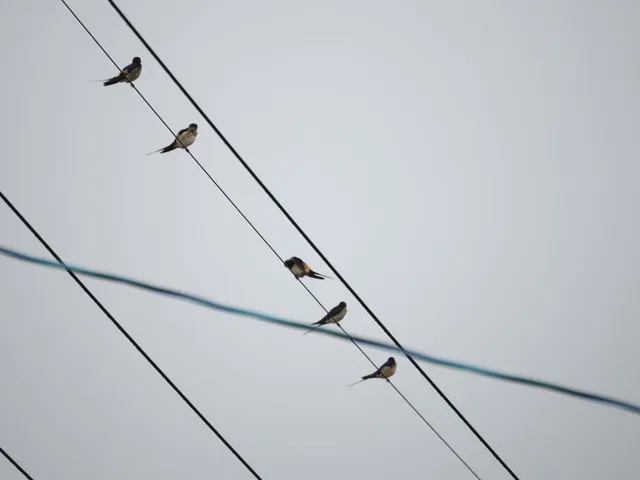Species Image
