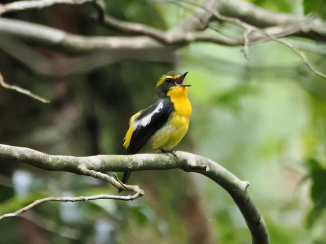 Species Image