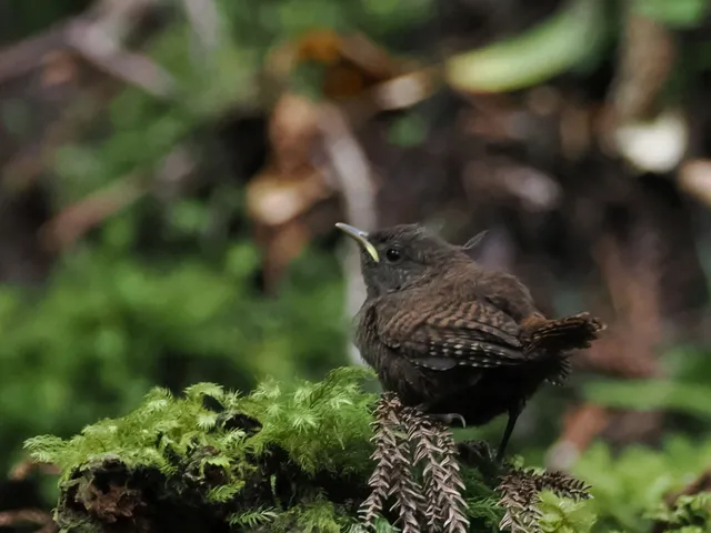 野鳥の写真