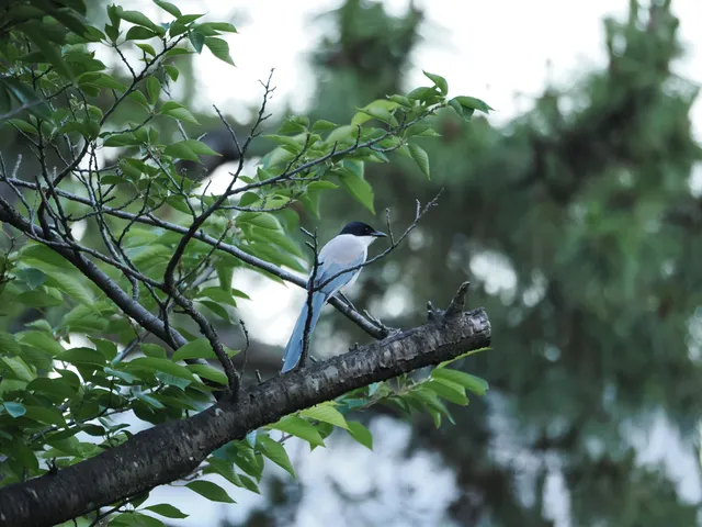 Species Image
