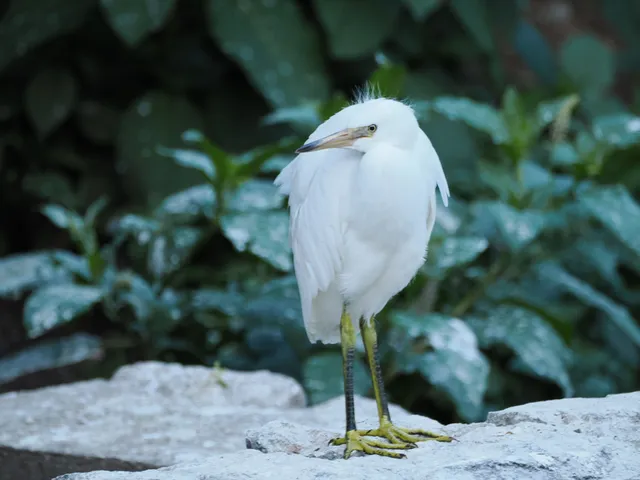 野鳥の写真