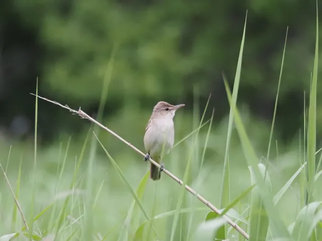 野鳥の写真