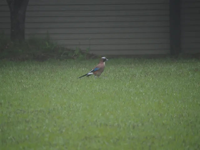 Species Image