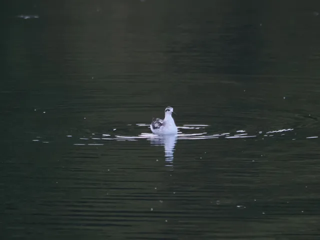 Species Image