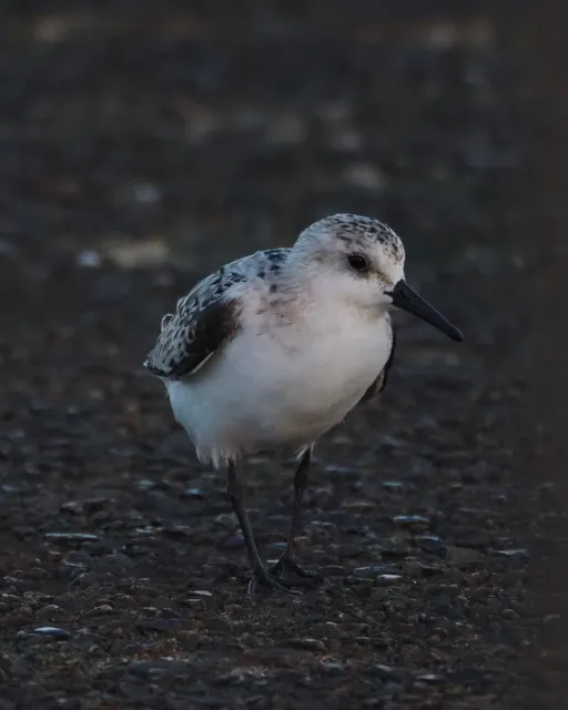 Species Image