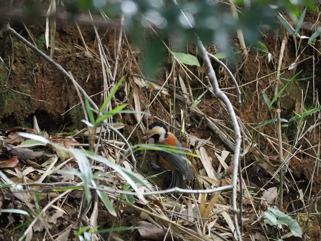 Species Image