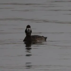 Species Image