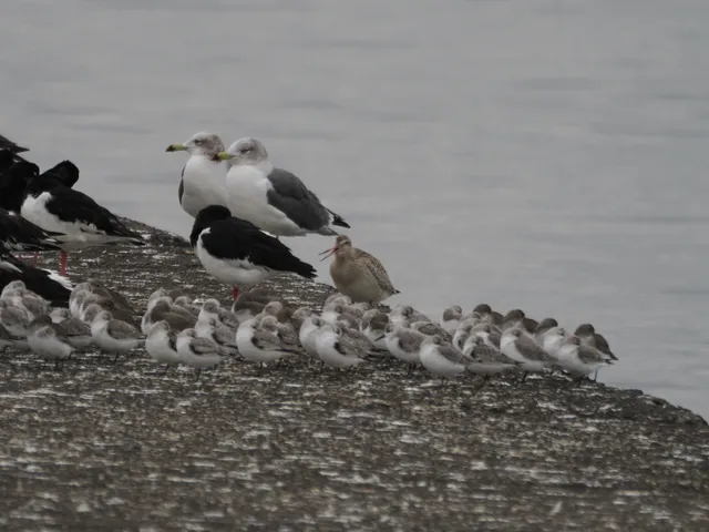 Species Image