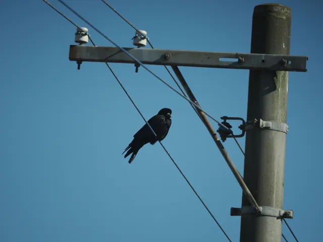 Species Image