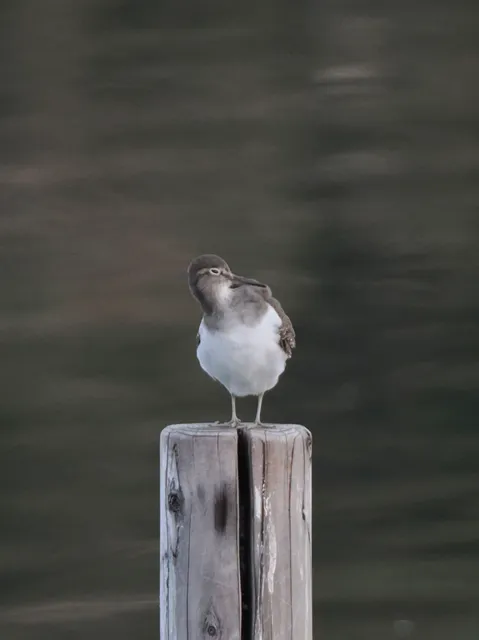 Species Image