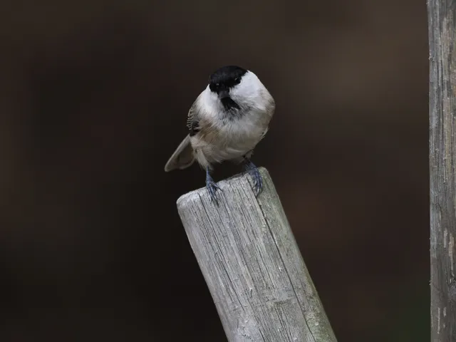 Species Image