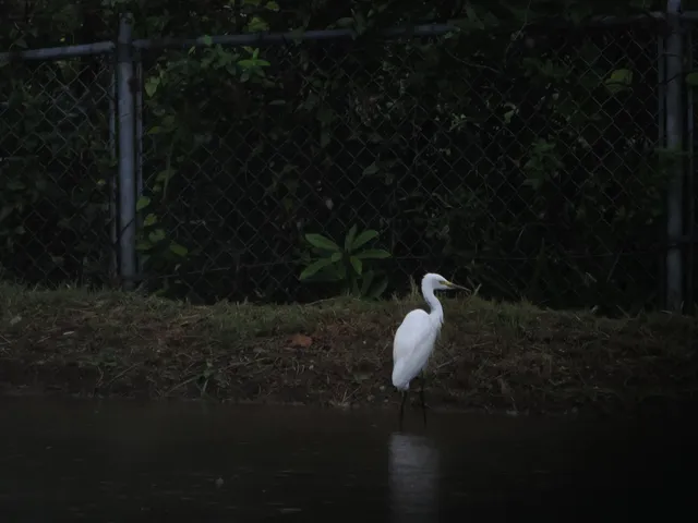 Species Image