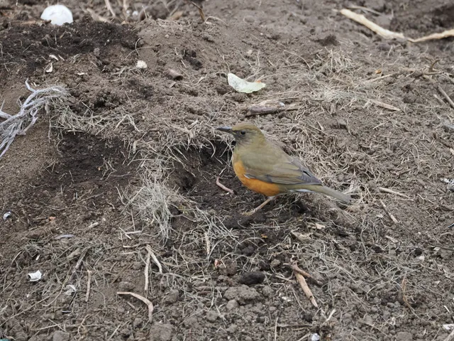 Species Image