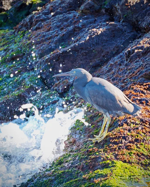 野鳥の写真
