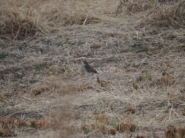 Species Image
