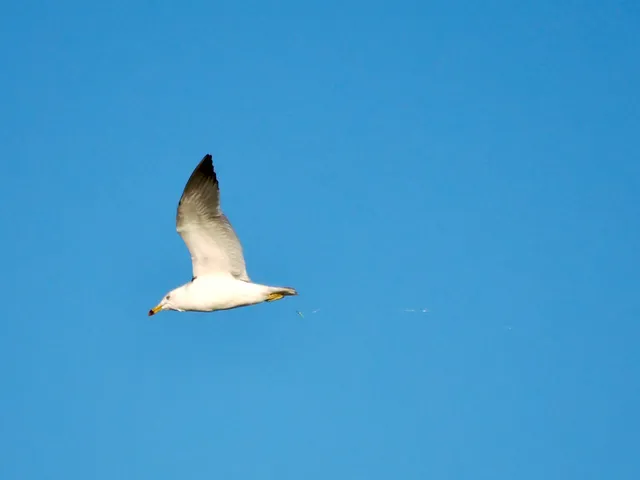 Species Image