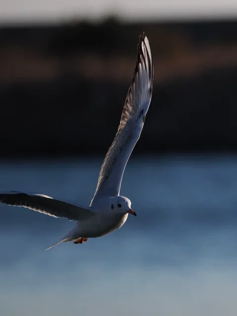 Species Image