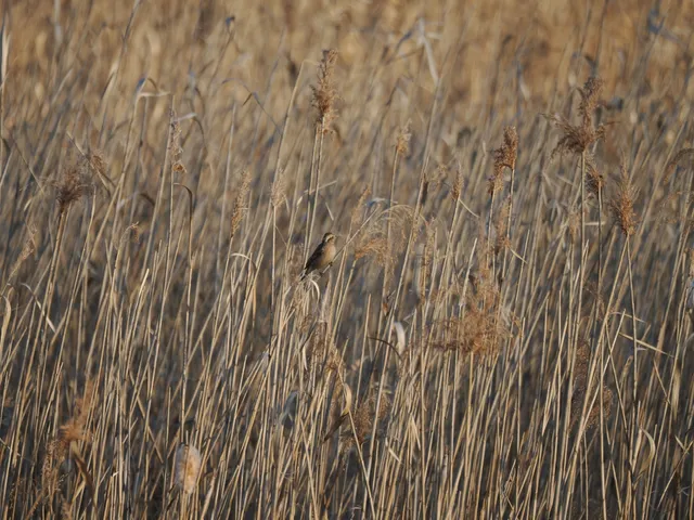 Species Image