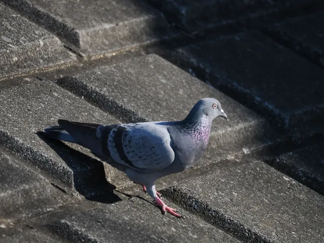 野鳥の写真