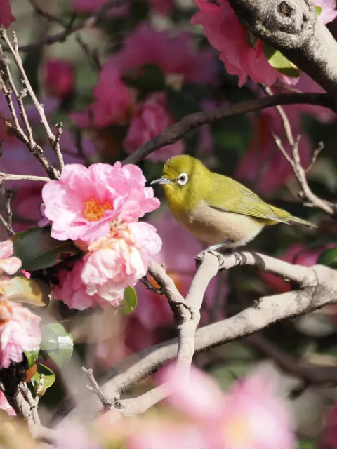 野鳥の写真