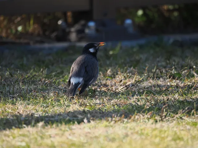 Species Image