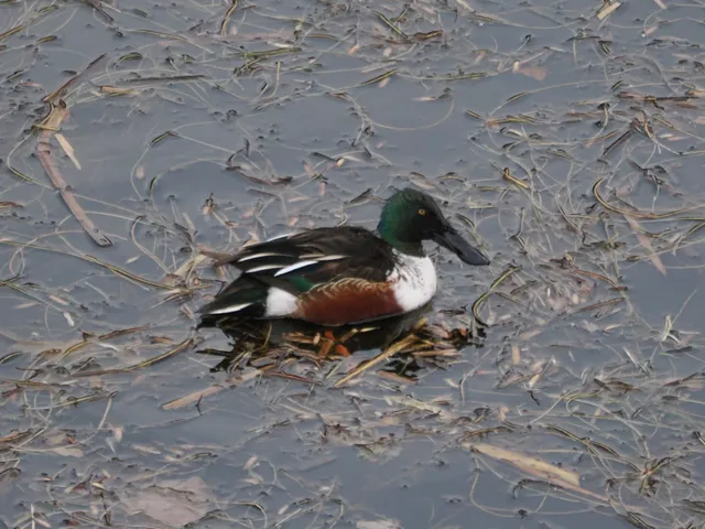 Species Image