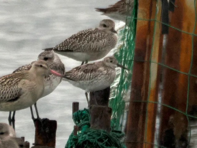 Species Image