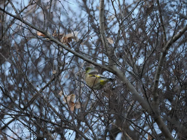 Species Image
