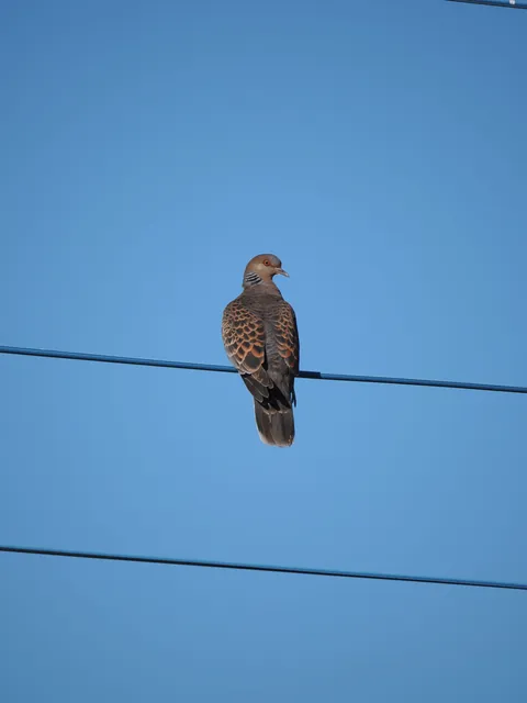 Species Image