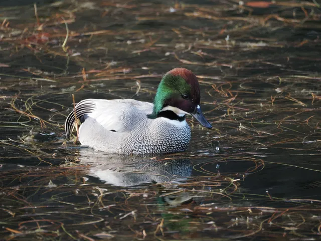 Species Image