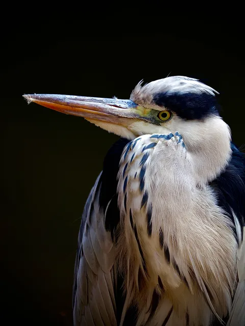 Species Image