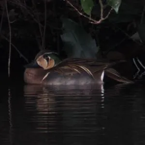 Species Image