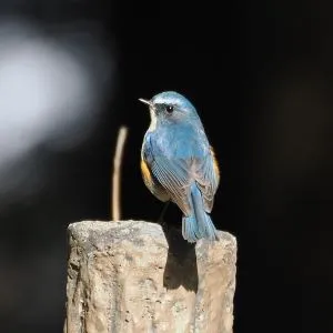 Species Image