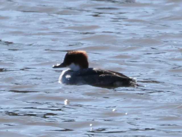 Species Image